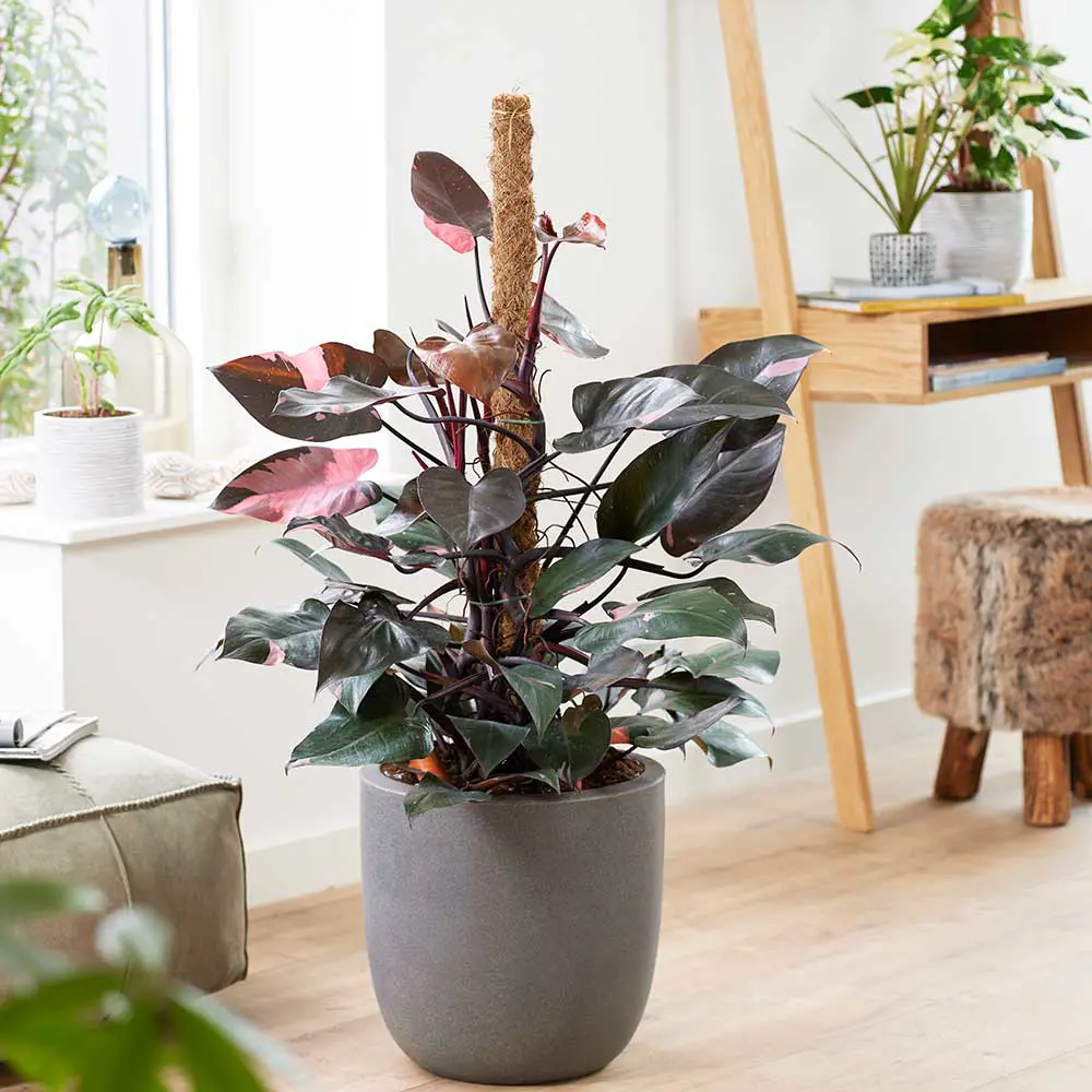 Khám Phá Vẻ Đẹp Độc Đáo Của Trầu Bà Công Chúa Hồng philodendron pink princess
