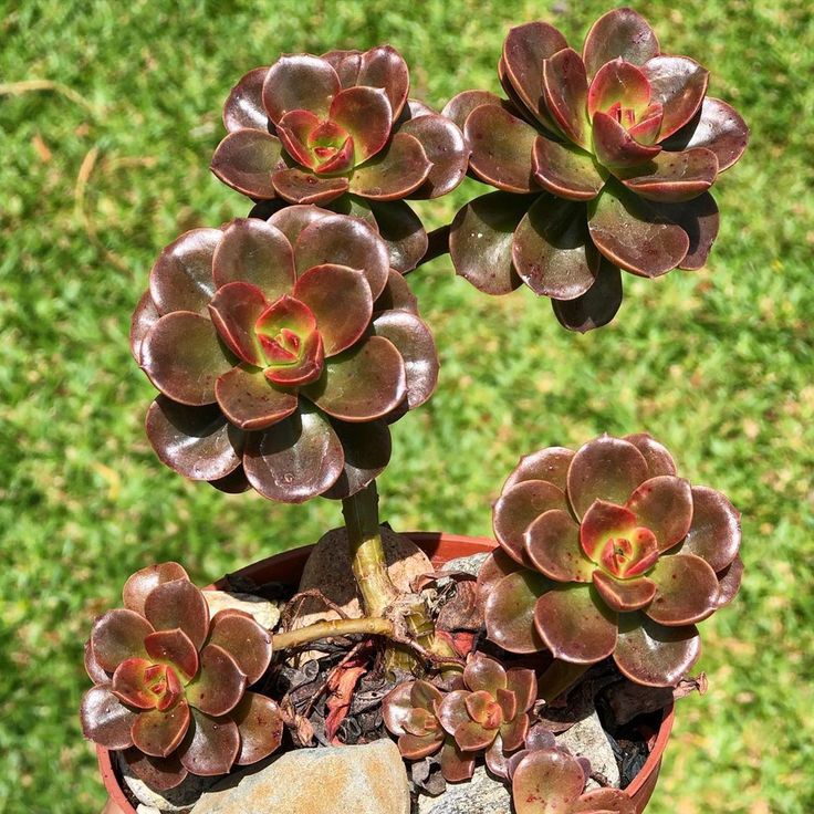 Khám Phá Cây Cảnh Hợp Mệnh Thổ: Tạo Không Gian Sống Đầy Phong Thủy Sen đá Echeveria