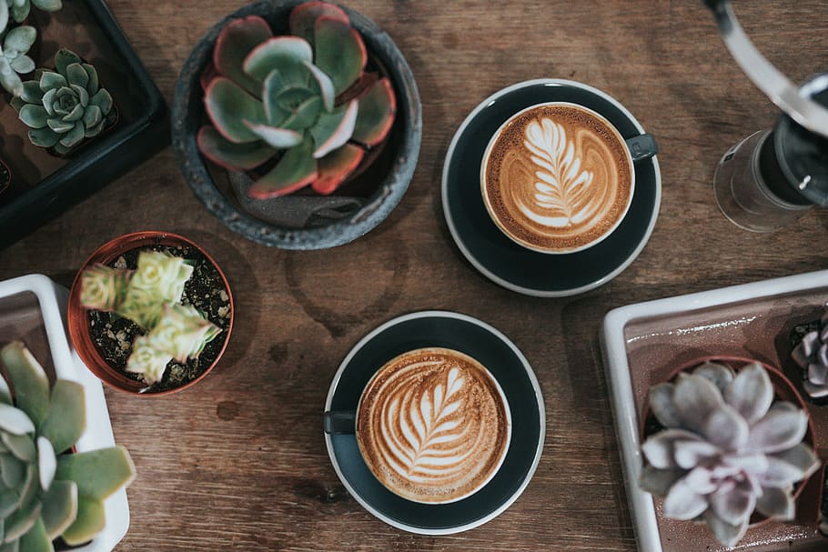 Sức Hấp Dẫn Từ Cây Cảnh Cho Quán Cafe sen đá cho quán Café