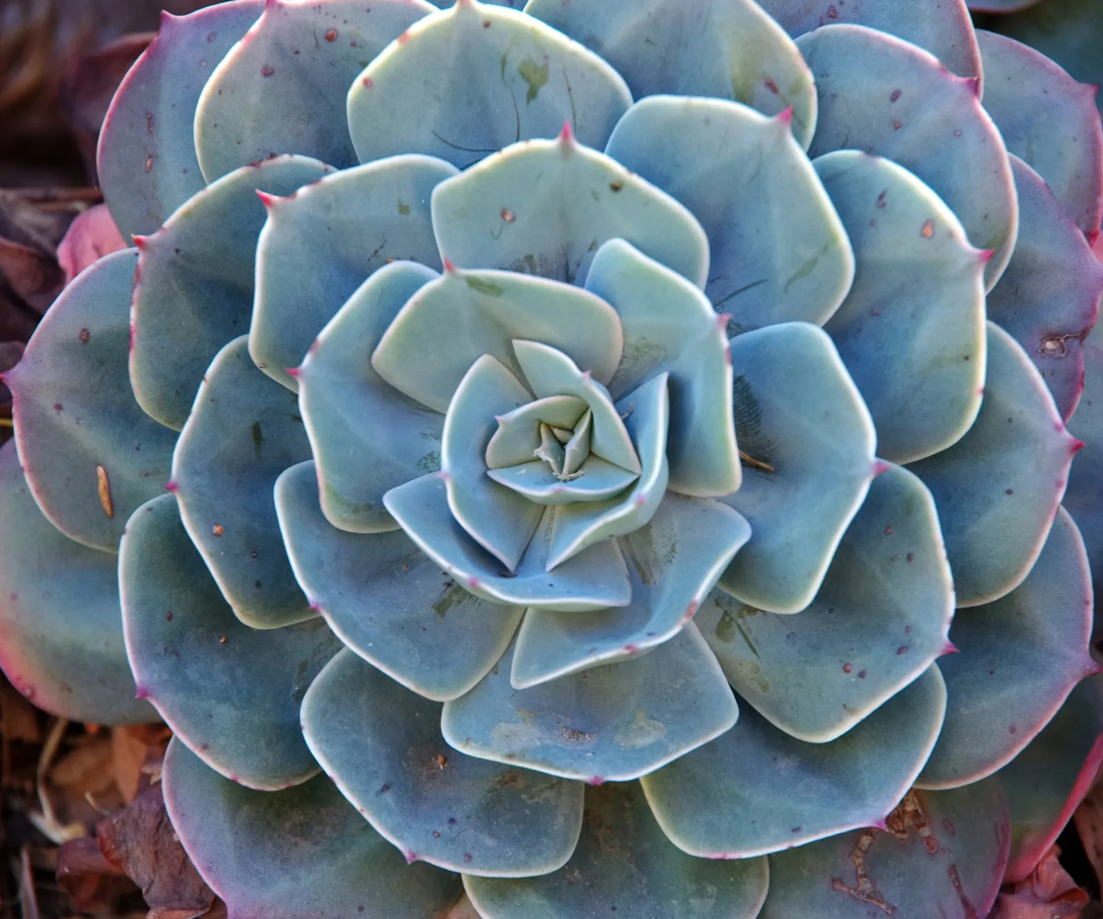 Sen đá Echeveria