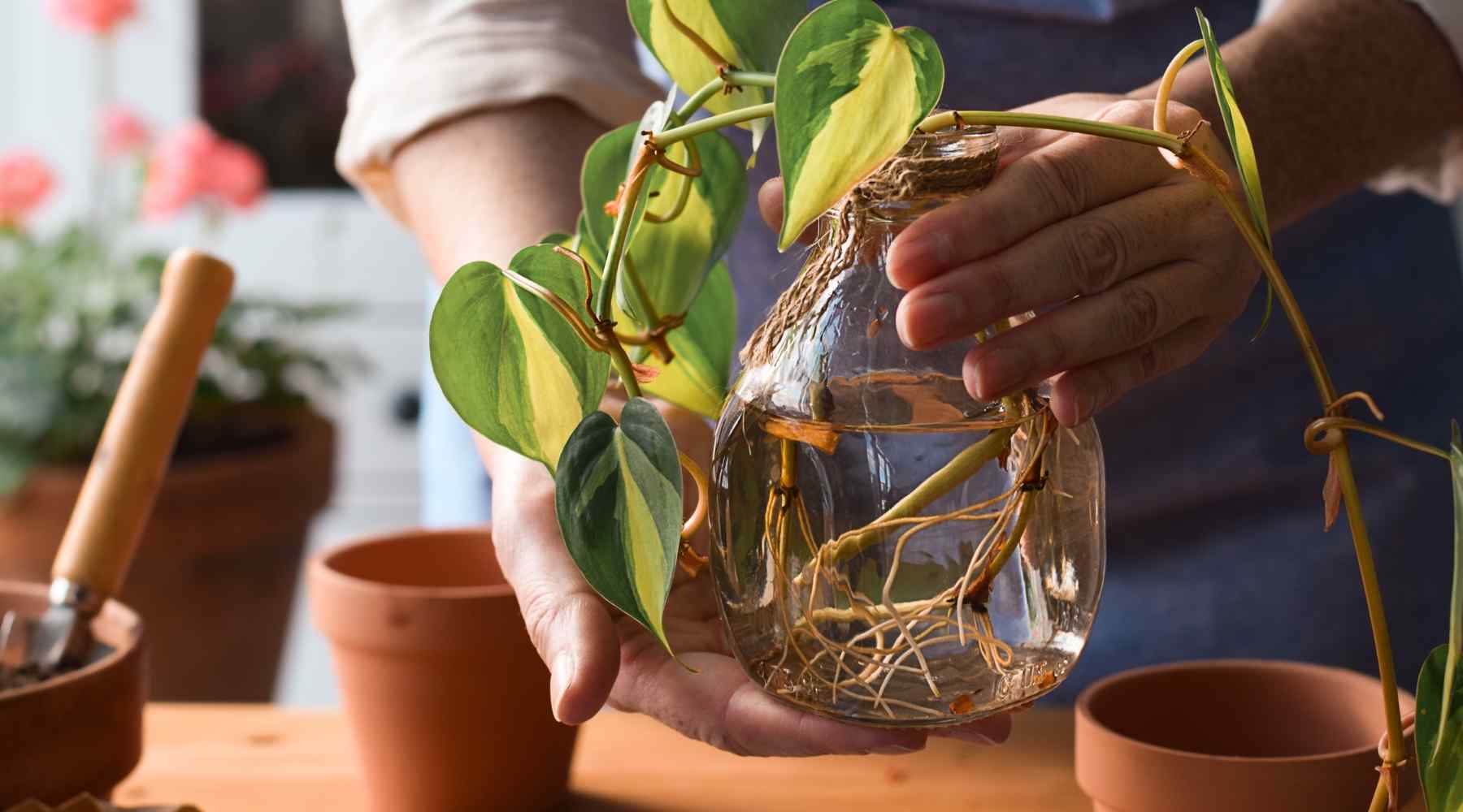 Khám Phá Vẻ Đẹp và Ý Nghĩa Của Cây Trầu Bà Thủy Sinh trầu bà nước