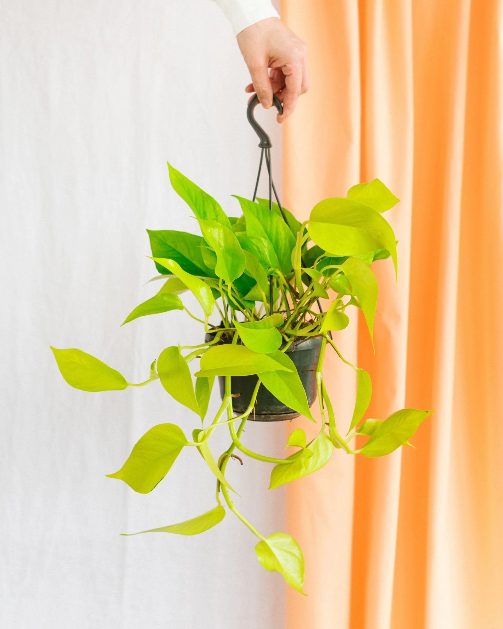 Khám Phá Cây Cảnh Hợp Mệnh Thổ: Tạo Không Gian Sống Đầy Phong Thủy Trầu bà vàng Neon