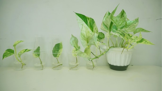 Khám Phá Vẻ Đẹp và Ý Nghĩa Của Cây Trầu Bà Thủy Sinh trầu bà cẩm thạch thủy sinh