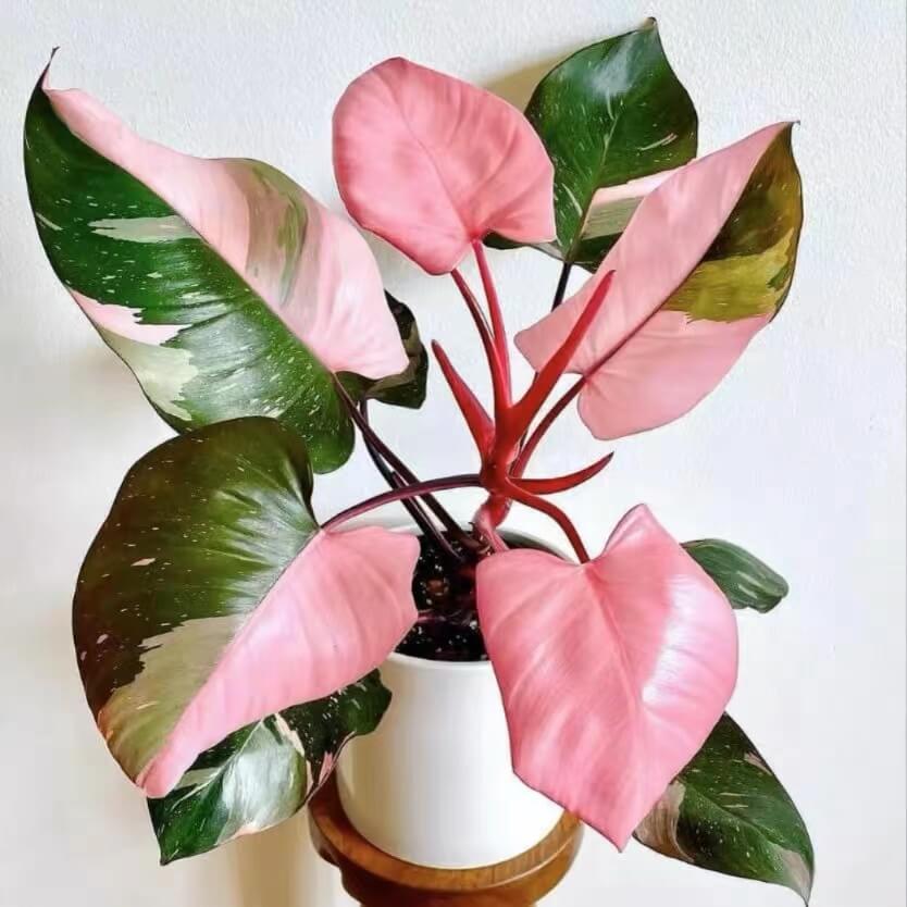 Khám Phá Vẻ Đẹp Độc Đáo Của Trầu Bà Công Chúa Hồng trầu bà công chúa hồng