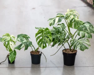 Trầu bà đột biến