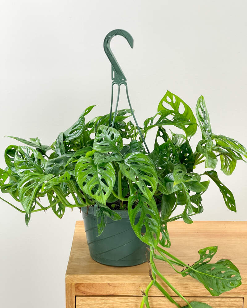 Khám Phá Sự Đa Dạng Của Các Loại Cây Monstera Tuyệt Đẹp Cây trầu bà lá lỗ
