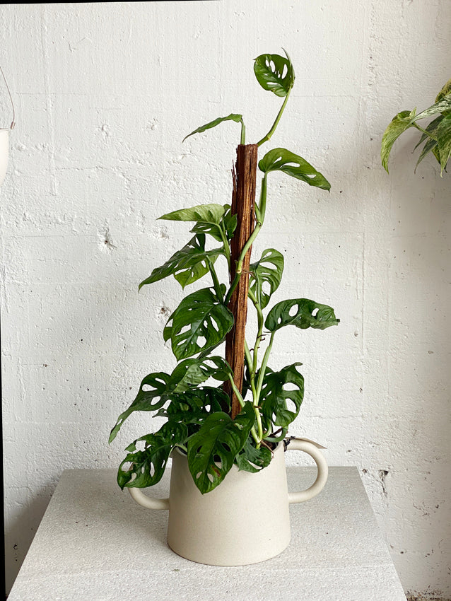 Khám Phá Vẻ Đẹp Độc Đáo của Trầu Bà Lá Lỗ (Monstera Adansonii) Trầu bà lá lỗ