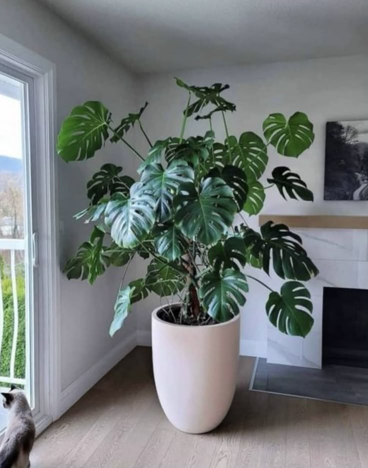 Khám Phá Sự Đa Dạng Của Các Loại Cây Monstera Tuyệt Đẹp trau ba monstera