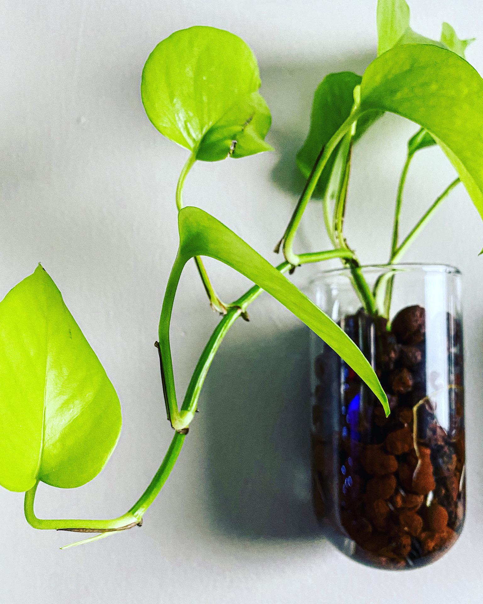 Khám Phá Vẻ Đẹp và Ý Nghĩa Của Cây Trầu Bà Thủy Sinh trầu bà thái Neon