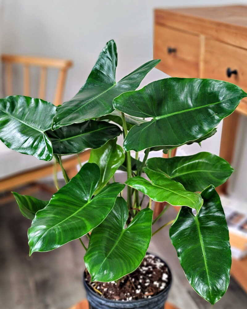 Vẻ đẹp và Cách Chăm sóc Trầu Bà Tỉ Phú Philodendron Burle Marxii trầu bà tỷ phú