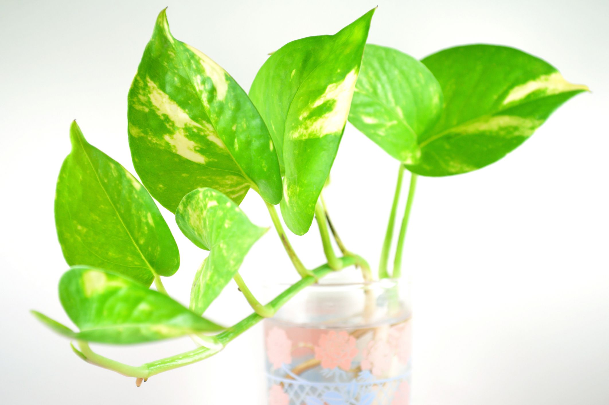 Khám Phá Vẻ Đẹp và Ý Nghĩa Của Cây Trầu Bà Thủy Sinh Trầu bà vàng thủy sinh