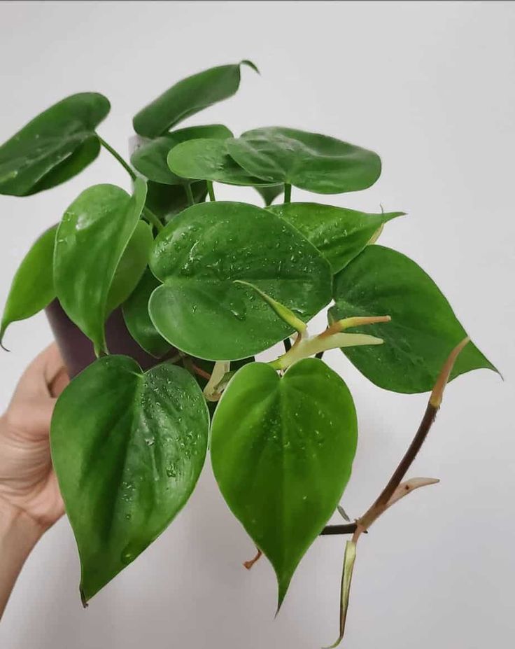 Trầu bà xanh