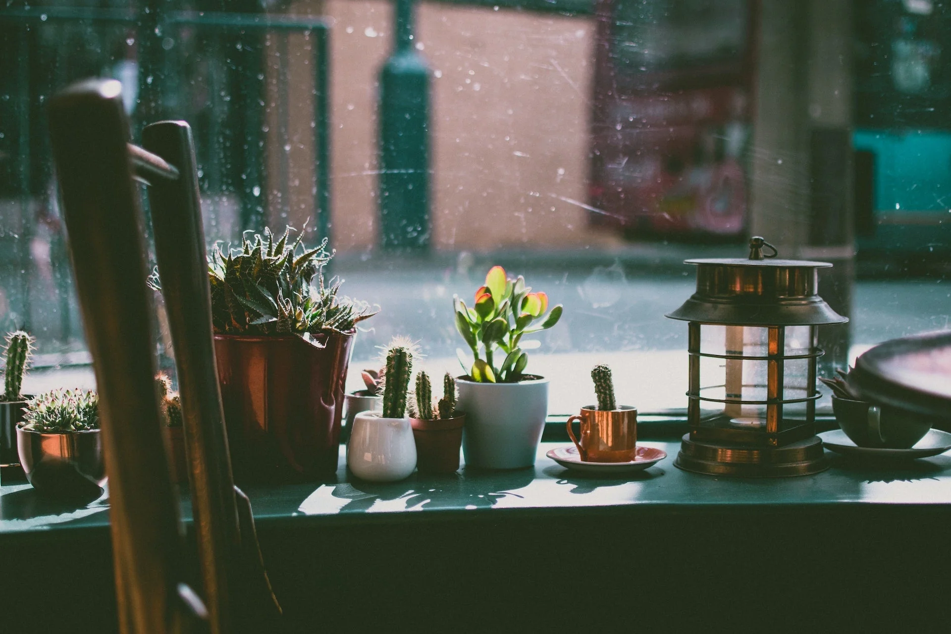 Sức Hấp Dẫn Từ Cây Cảnh Cho Quán Cafe xương rồng cho quán Cafe