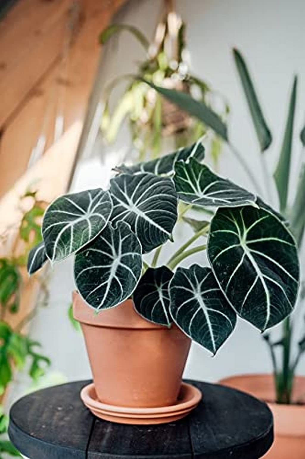 Cây Để Bàn Văn Phòng Tuyệt Vời Cho Mọi Dân Văn Phòng Alocasia Black Velvet