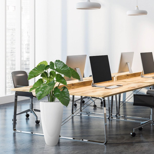 Cây Để Bàn Văn Phòng Tuyệt Vời Cho Mọi Dân Văn Phòng Alocasia Calidora