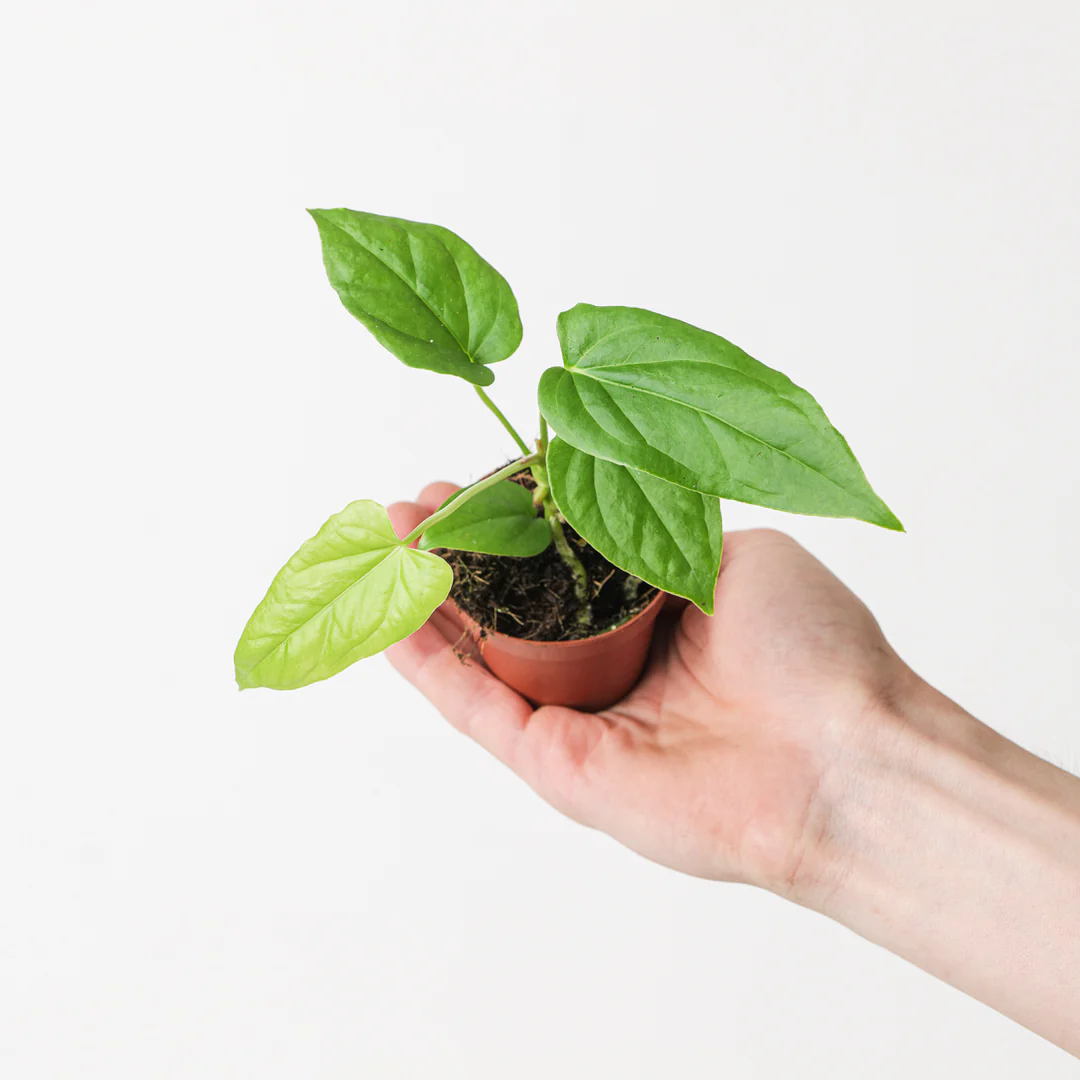 Khám Phá Sự Quyến Rũ Của Cây Anthurium Balaoanum Cây Anthurium Balaoanum nhỏ