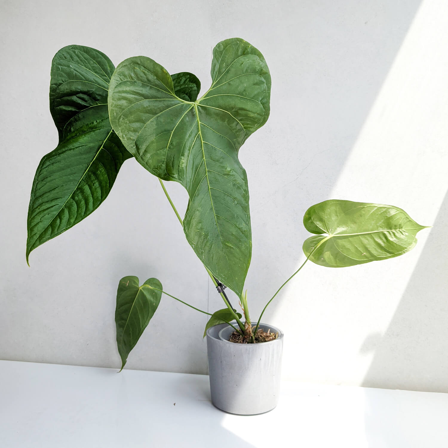 Khám Phá Sự Quyến Rũ Của Cây Anthurium Balaoanum Cây Anthurium Balaoanum
