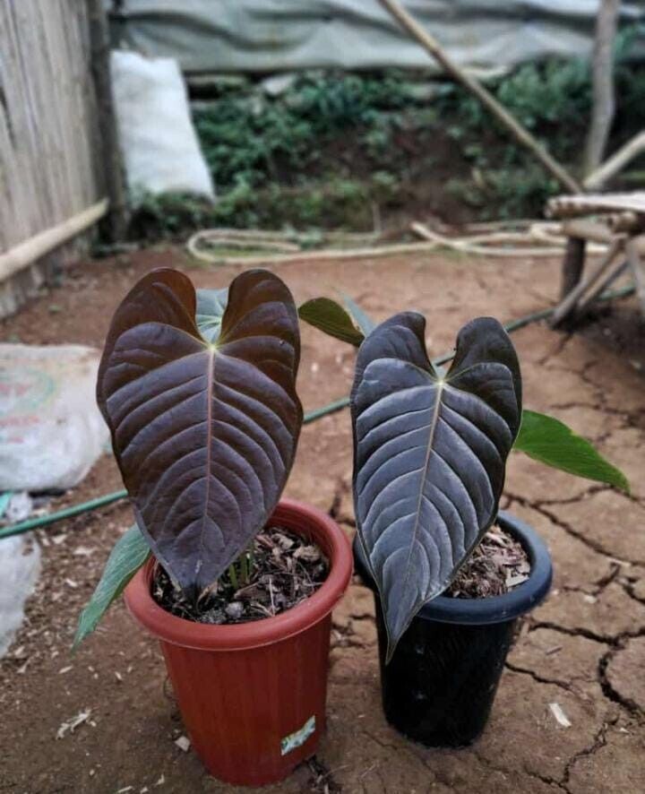 Khám Phá Vẻ Đẹp và Giá Trị Của Cây Anthurium chamberlainii Anthurium chamberlainii