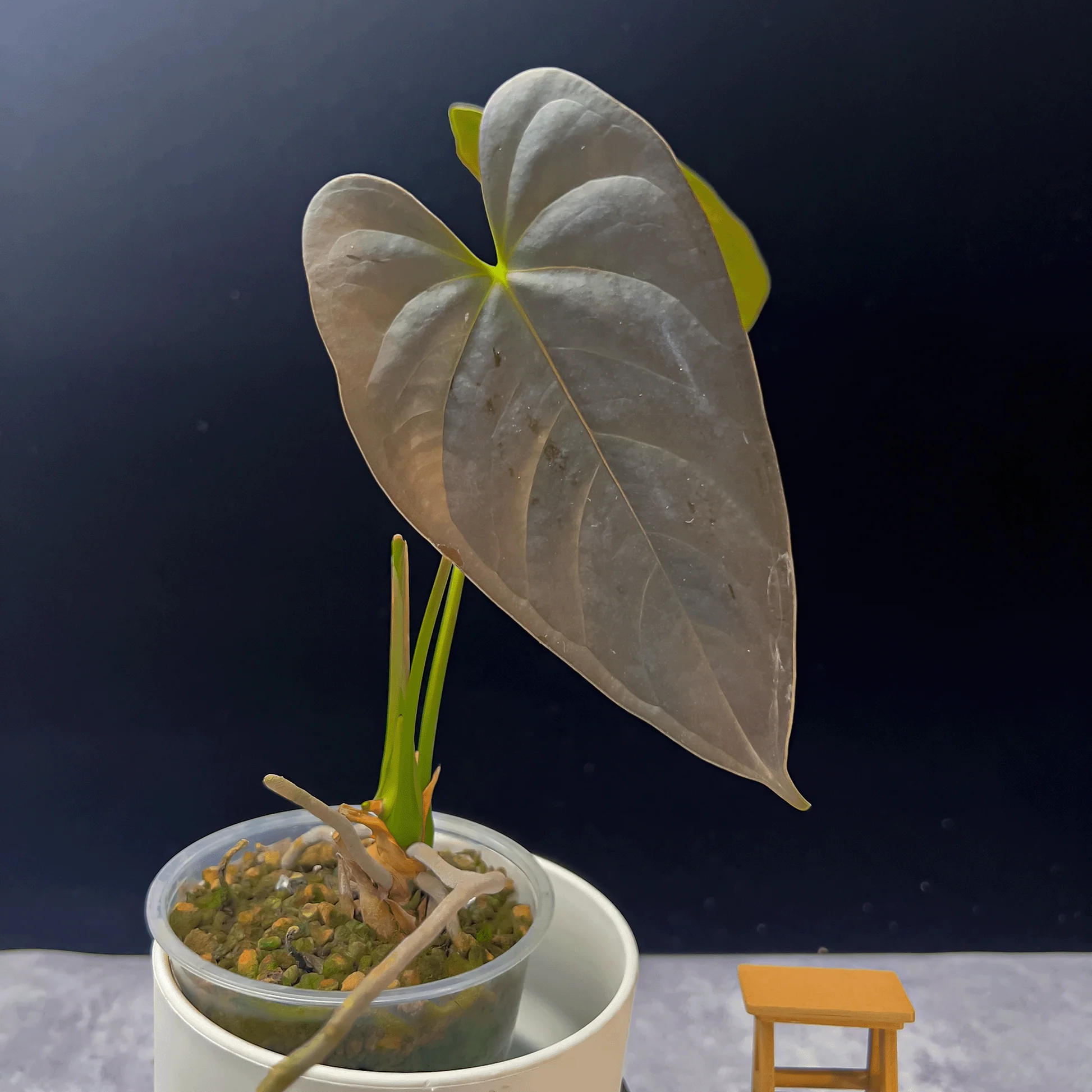 Khám Phá Vẻ Đẹp và Giá Trị Của Cây Anthurium chamberlainii Anthurium chamberlainii