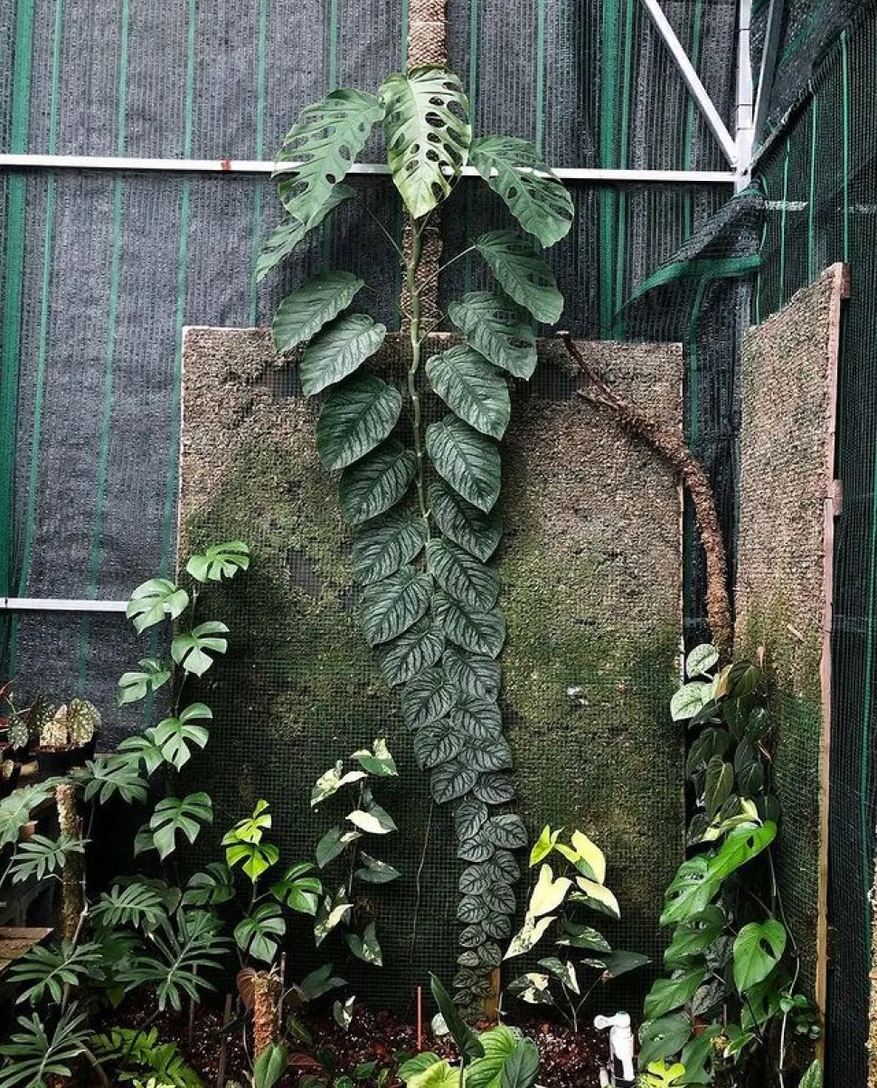 Khám Phá Cây Monstera Dubia: Vẻ Đẹp và Tính Ứng Dụng Đáng Kinh Ngạc cây tắc kè