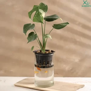 Monstera ThaiCons Thuỷ Sinh Bình Thuỷ Tinh Monstera ThaiCons thuỷ sinh