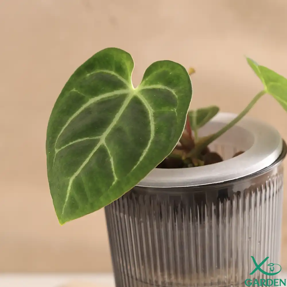 Anthurium thuỷ sinh Anthurium thuỷ sinh