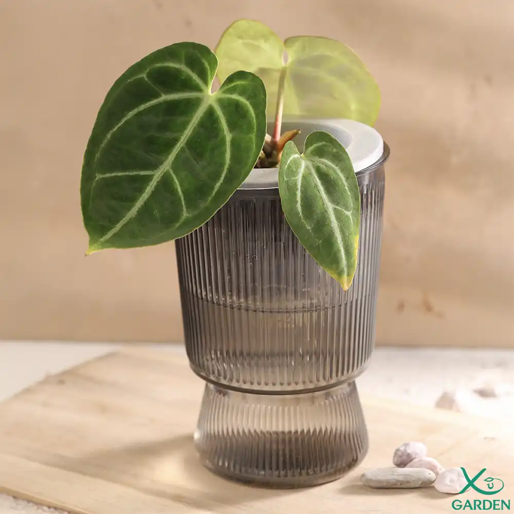 Anthurium thuỷ sinh Anthurium thuỷ sinh