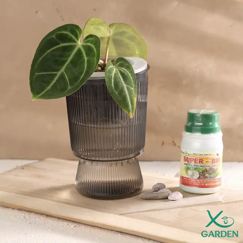 Anthurium thuỷ sinh Anthurium thuỷ sinh