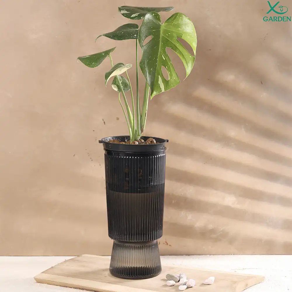 Monstera ThaiCons thuỷ sinh Monstera ThaiCons thuỷ sinh