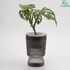 Trầu Bà Lỗ Thuỷ Sinh Để Bàn Dễ Chăm Trầu bà lá lỗ