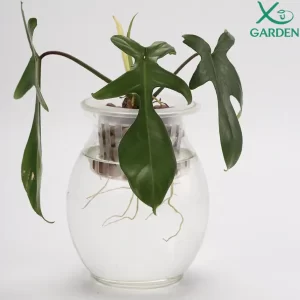 Trầu Bà Cánh Én Thuỷ Sinh