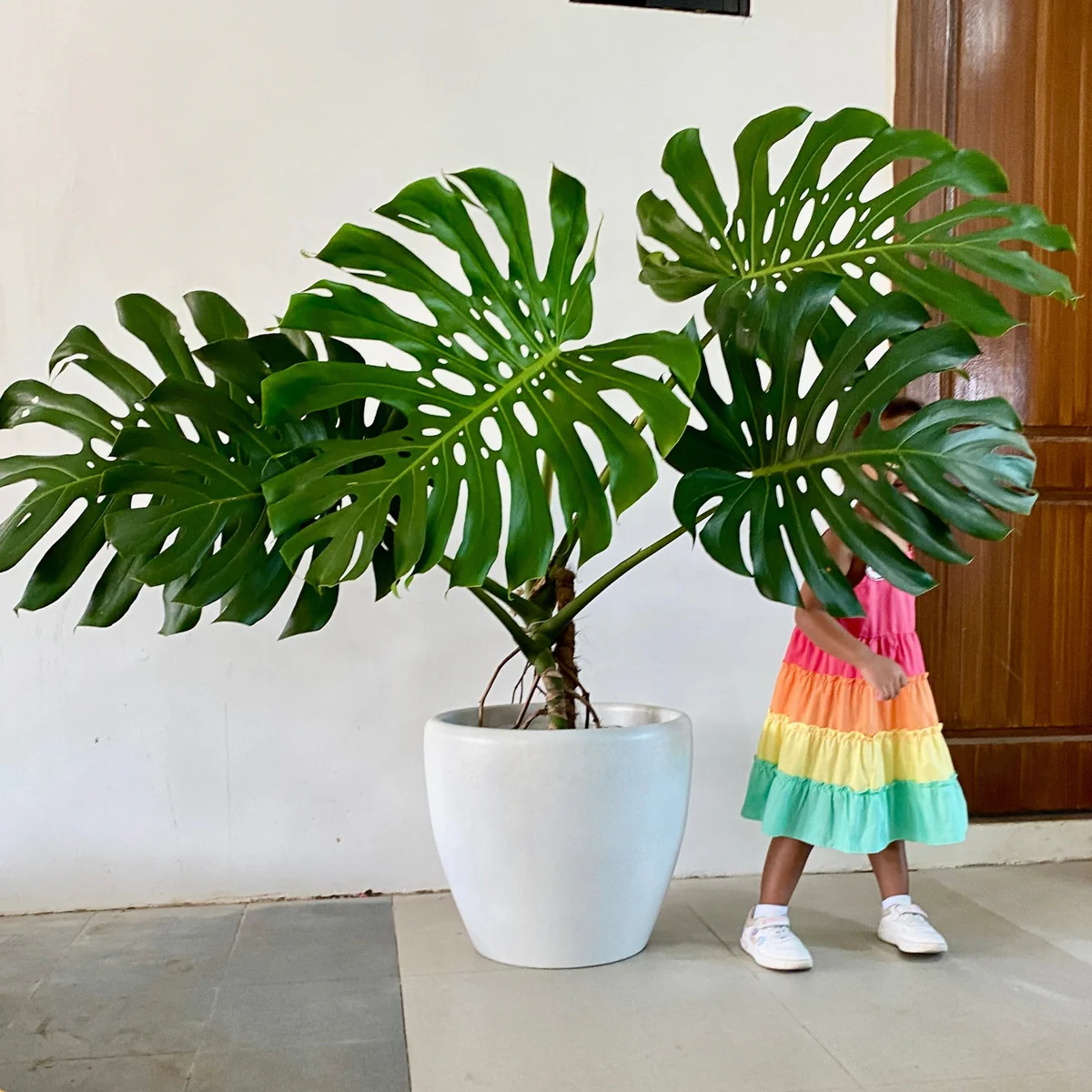 Monstera Deliciosa,