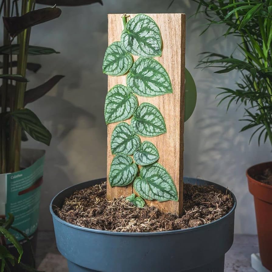 Khám Phá Cây Monstera Dubia: Vẻ Đẹp và Tính Ứng Dụng Đáng Kinh Ngạc Monstera Dubia