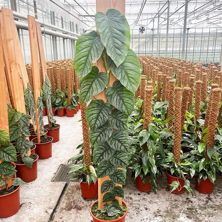 Khám Phá Cây Monstera Dubia: Vẻ Đẹp và Tính Ứng Dụng Đáng Kinh Ngạc Monstera Dubia