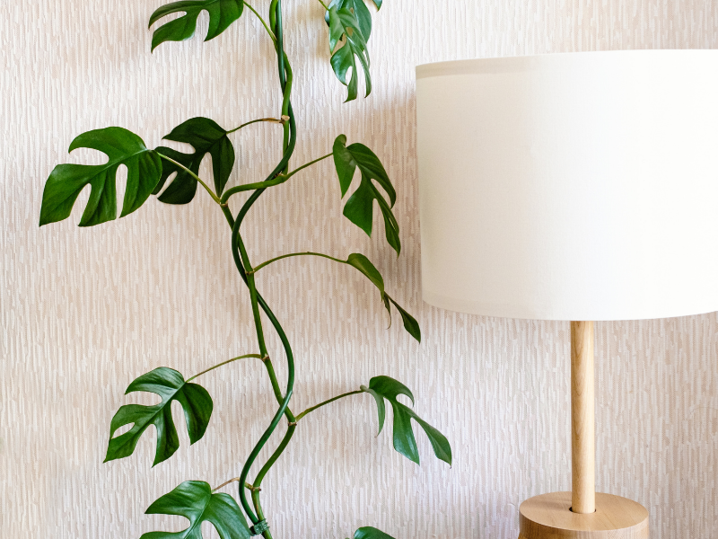 Vẻ Đẹp Tuyệt Vời Và Tiềm Năng Của Cây Monstera Mini Monstera Mini