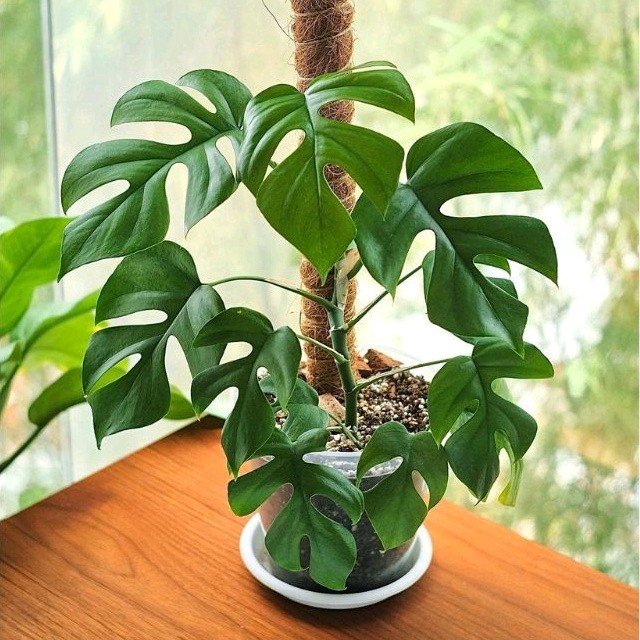 Vẻ Đẹp Tuyệt Vời Và Tiềm Năng Của Cây Monstera Mini cây Monstera Mini