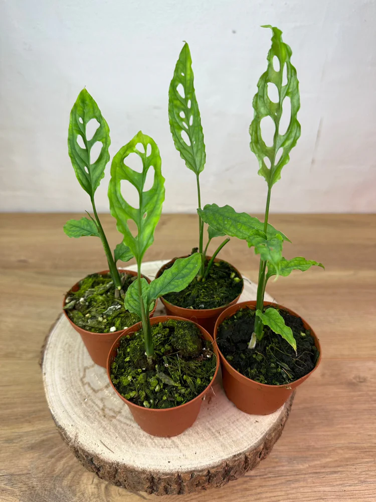 Khám Phá Vẻ Đẹp Hiếm Có Của Cây Monstera Obliqua Monstera Obliqua