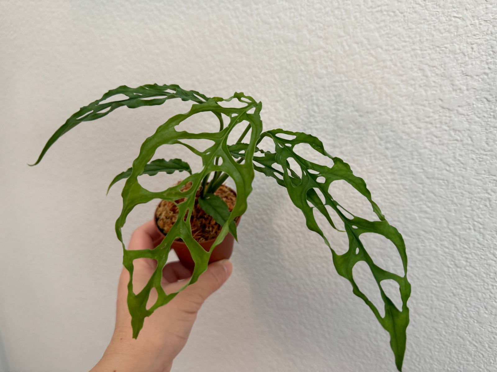 Khám Phá Vẻ Đẹp Hiếm Có Của Cây Monstera Obliqua Monstera Obliqua