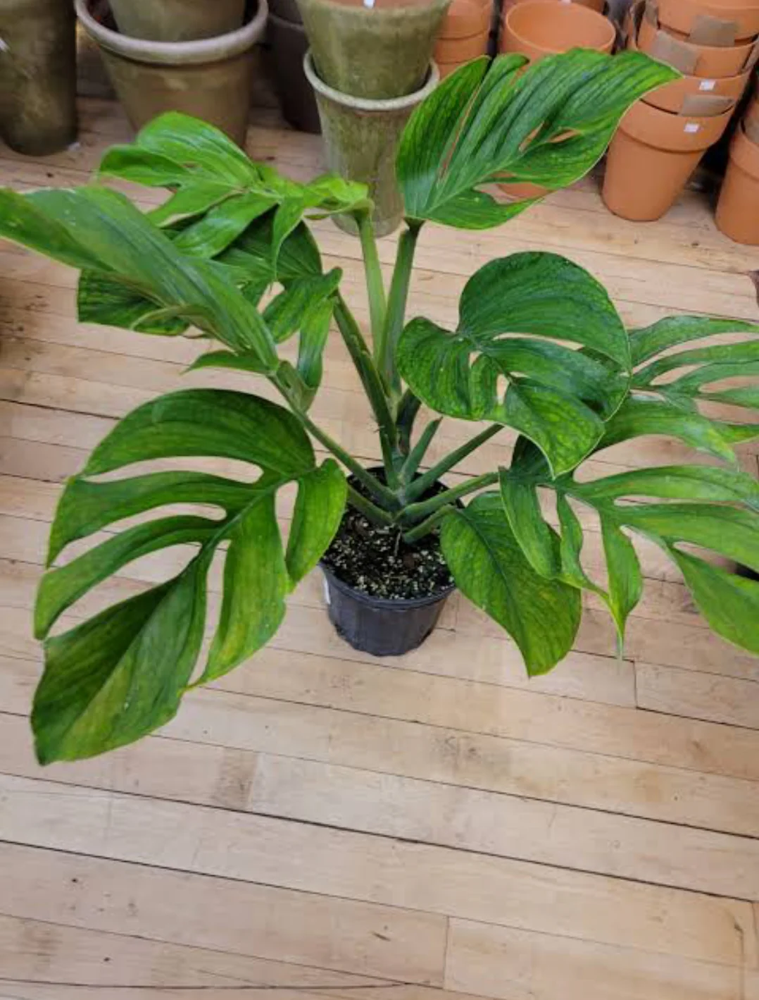 Sức Hấp Dẫn của Monstera Pinnatipartita: Vua Kiểng Lá Monstera Pinnatipartita