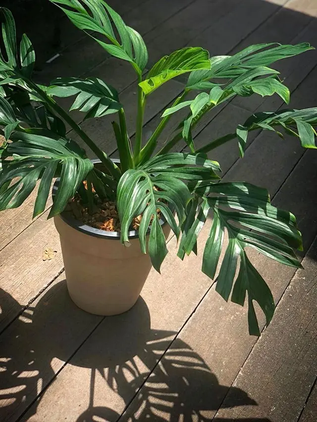 Sức Hấp Dẫn của Monstera Pinnatipartita: Vua Kiểng Lá Monstera Pinnatipartita