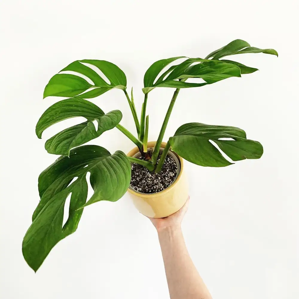 Sức Hấp Dẫn của Monstera Pinnatipartita: Vua Kiểng Lá Monstera Pinnatipartita