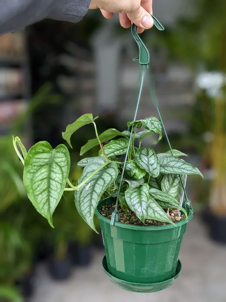 Vẻ Đẹp Bí Ẩn của Cây Monstera Siltepecana Monstera Siltepecana