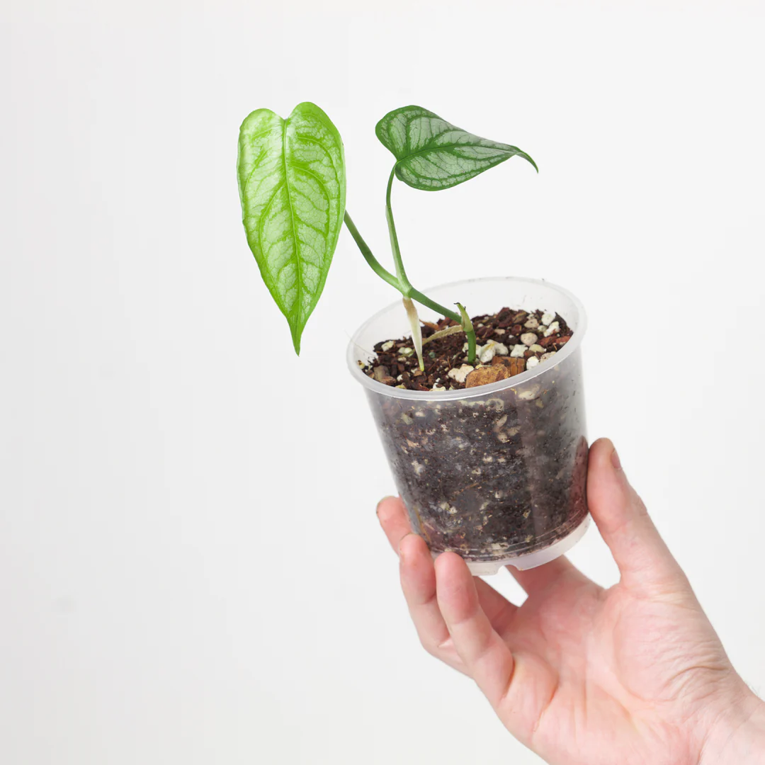 Vẻ Đẹp Bí Ẩn của Cây Monstera Siltepecana Monstera Siltepecana