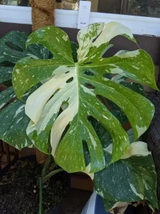 Monstera Thai Constellation