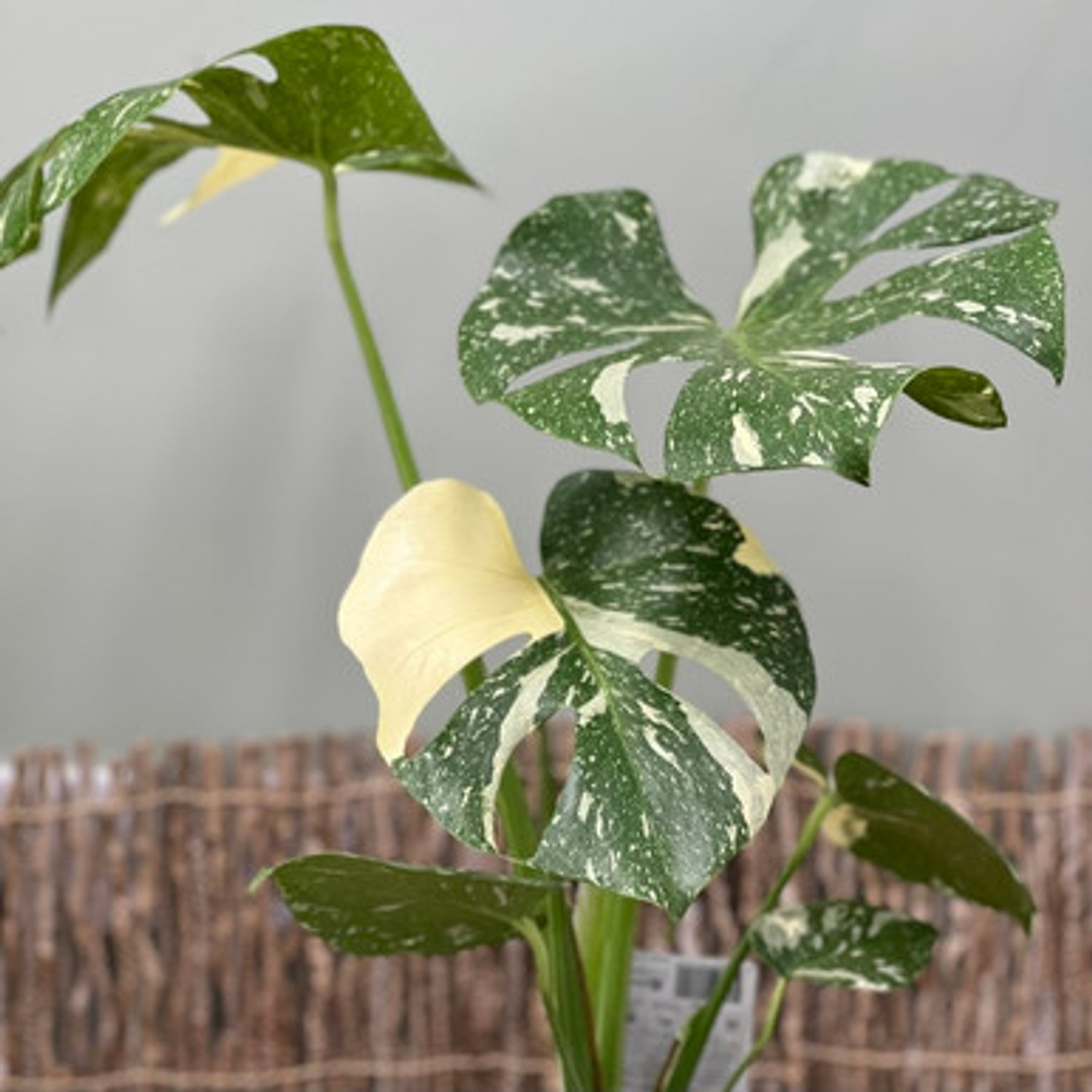 trầu bà Monstera Thai Constellation
