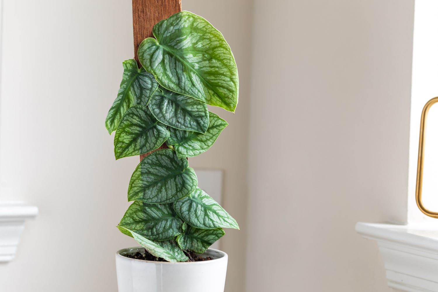 Khám Phá Sự Đa Dạng Của Các Loại Cây Monstera Tuyệt Đẹp Monstera dubia