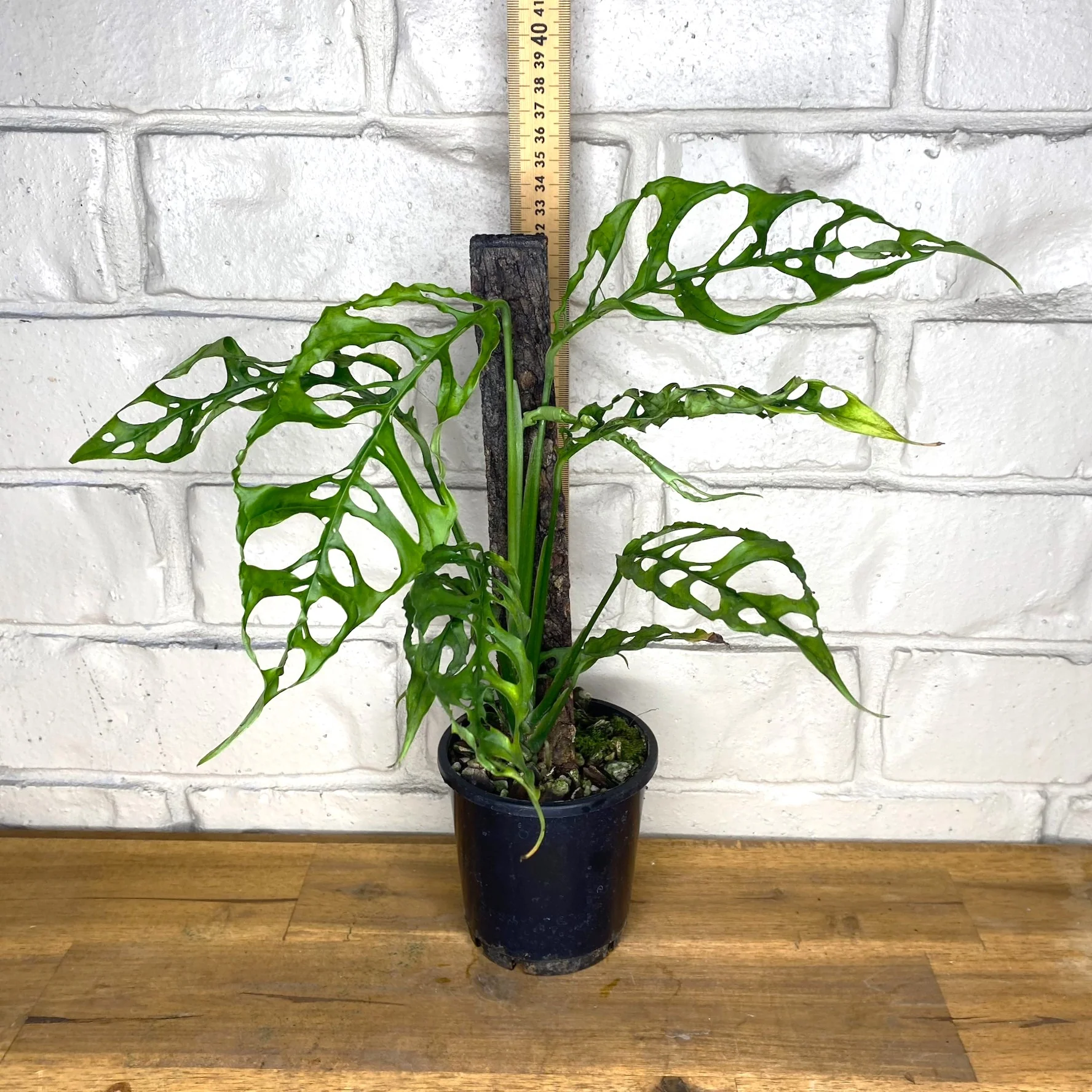 Khám Phá Sự Đa Dạng Của Các Loại Cây Monstera Tuyệt Đẹp Monstera obliqua