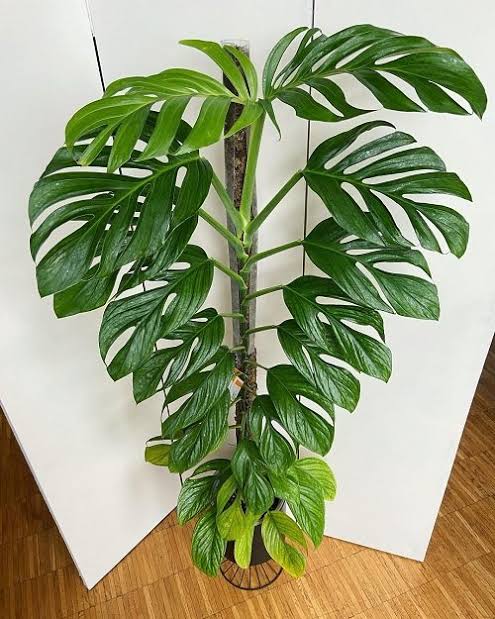 Khám Phá Sự Đa Dạng Của Các Loại Cây Monstera Tuyệt Đẹp Monstera pinnatipartit