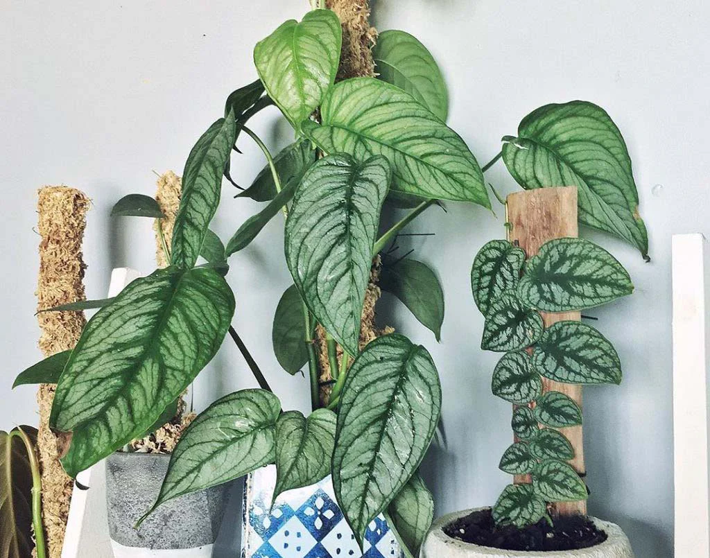 Khám Phá Sự Đa Dạng Của Các Loại Cây Monstera Tuyệt Đẹp Monstera siltepecana