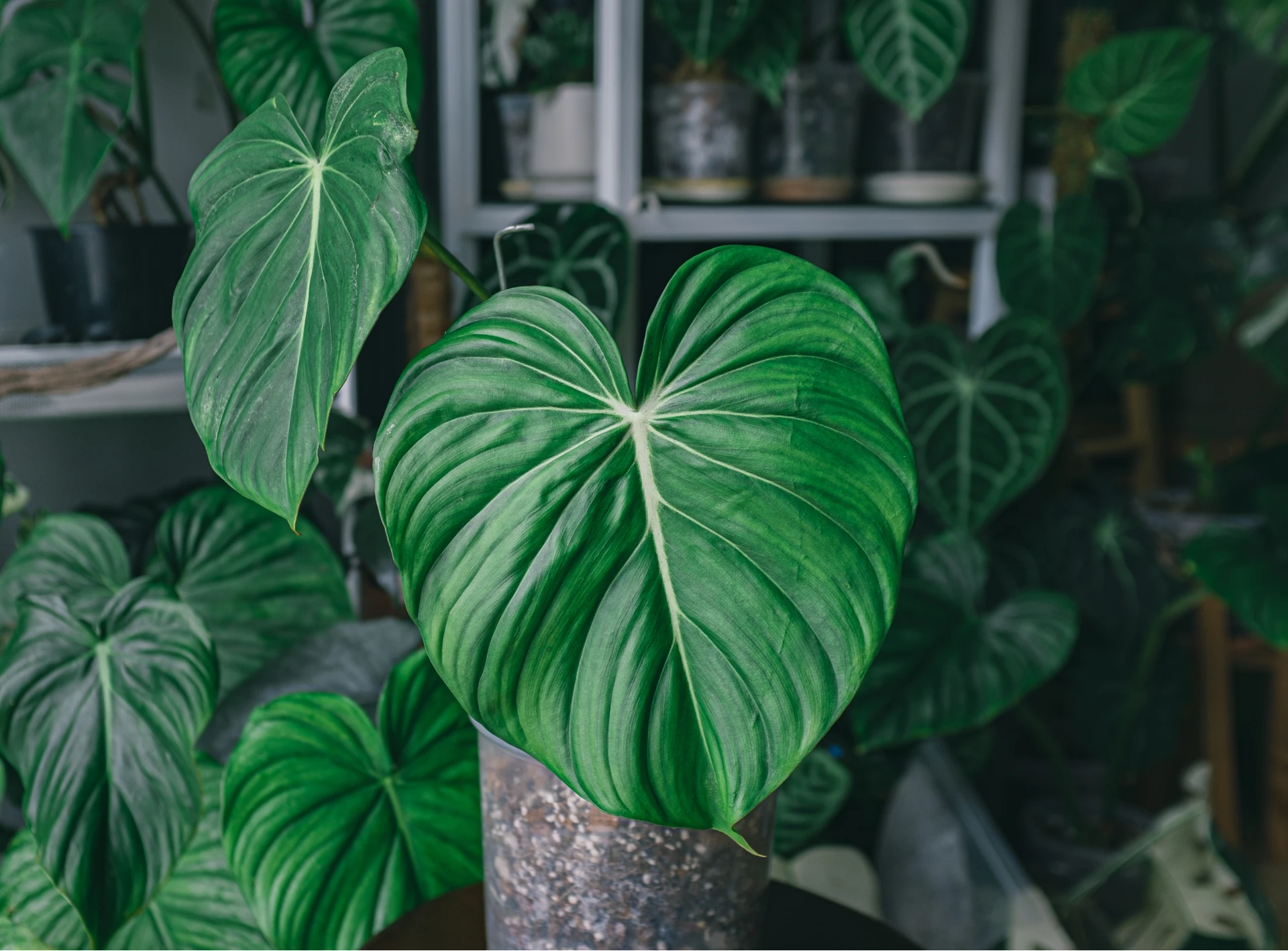 Khám Phá Vẻ Đẹp & Lợi Ích Cây Philodendron Plowmanii Philodendron Plowmanii